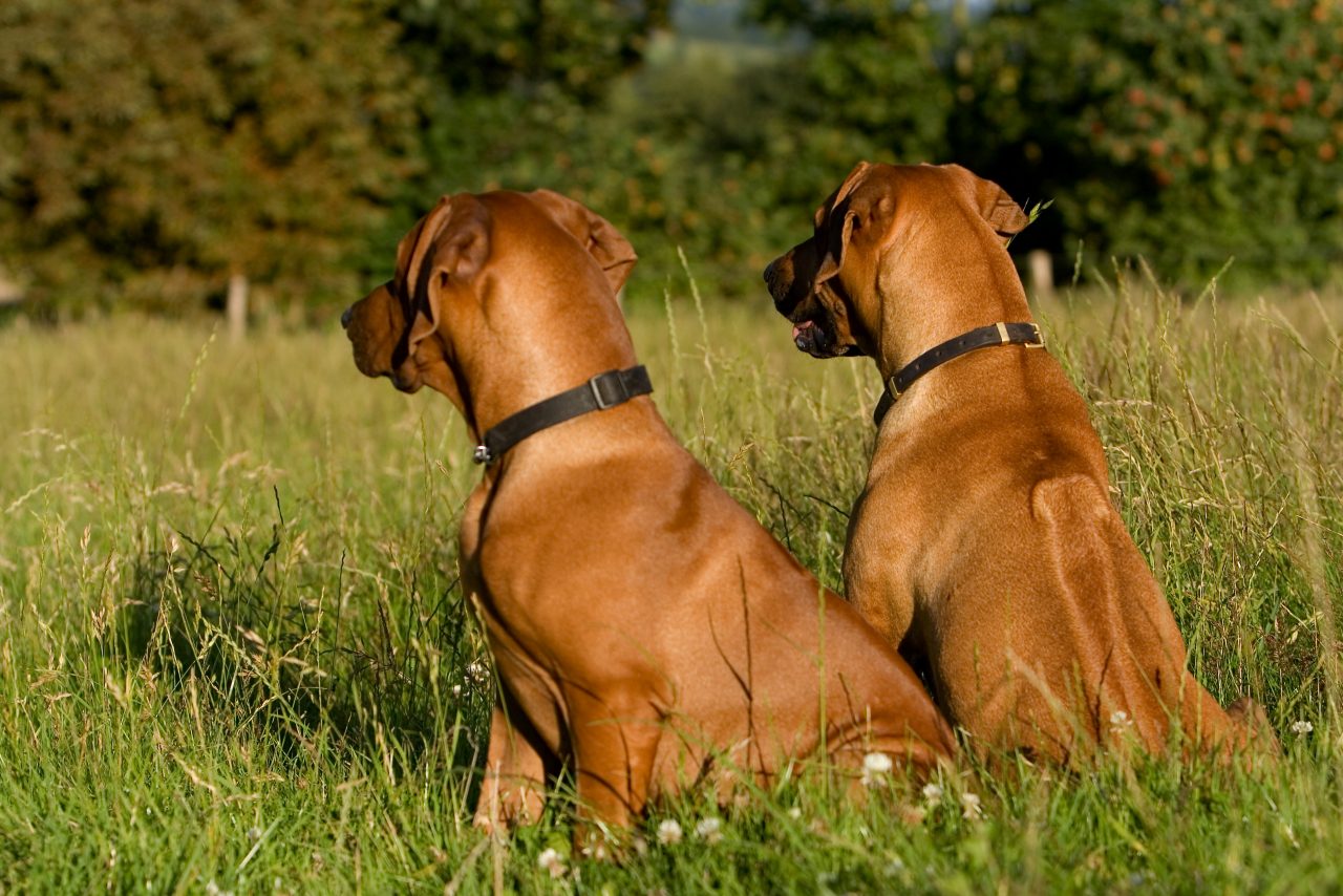Rhodesian Ridgeback Club of Great Britain | A club for all reasons
