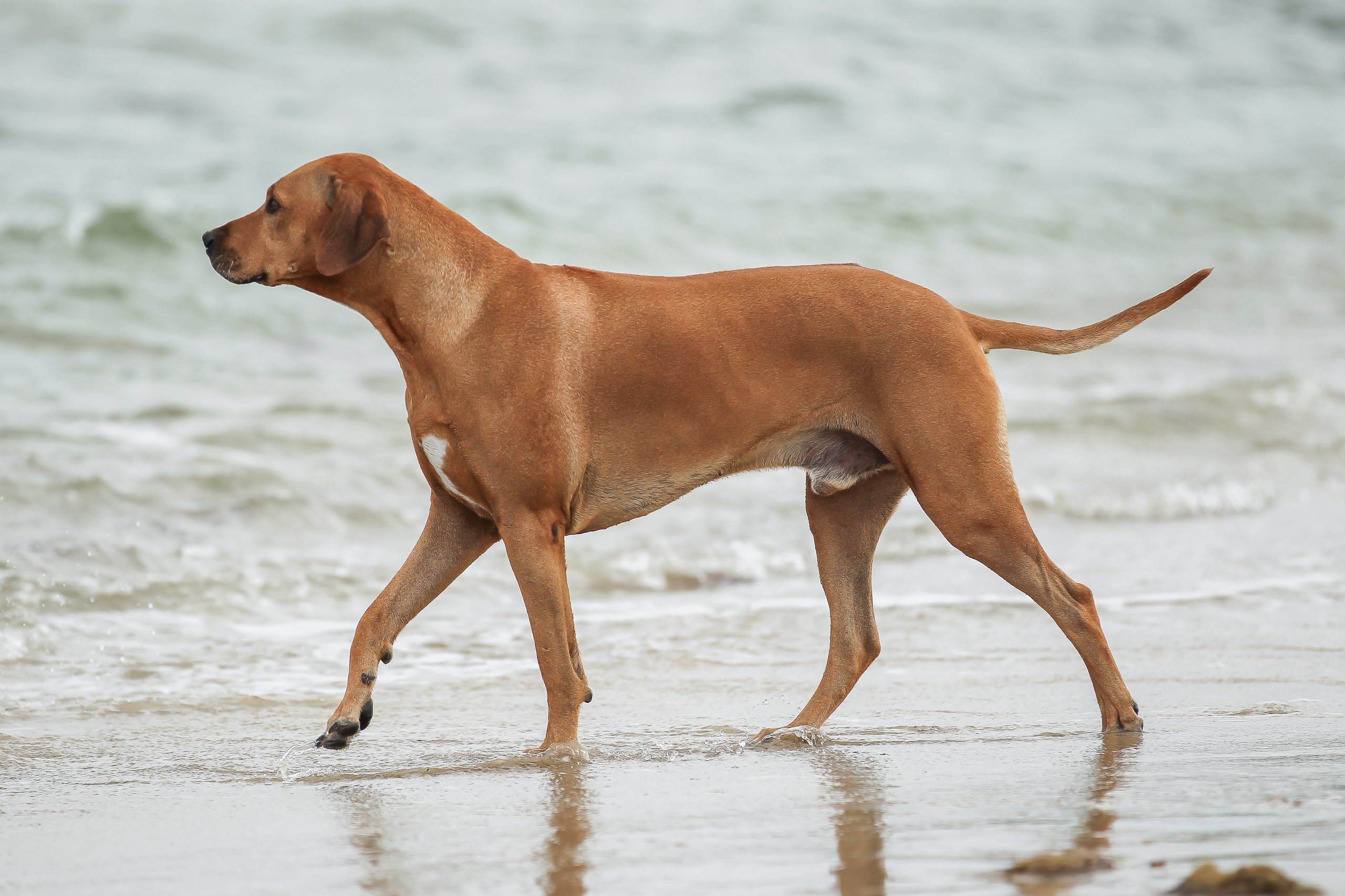 Rhodesian ridgeback hot sale kennel club